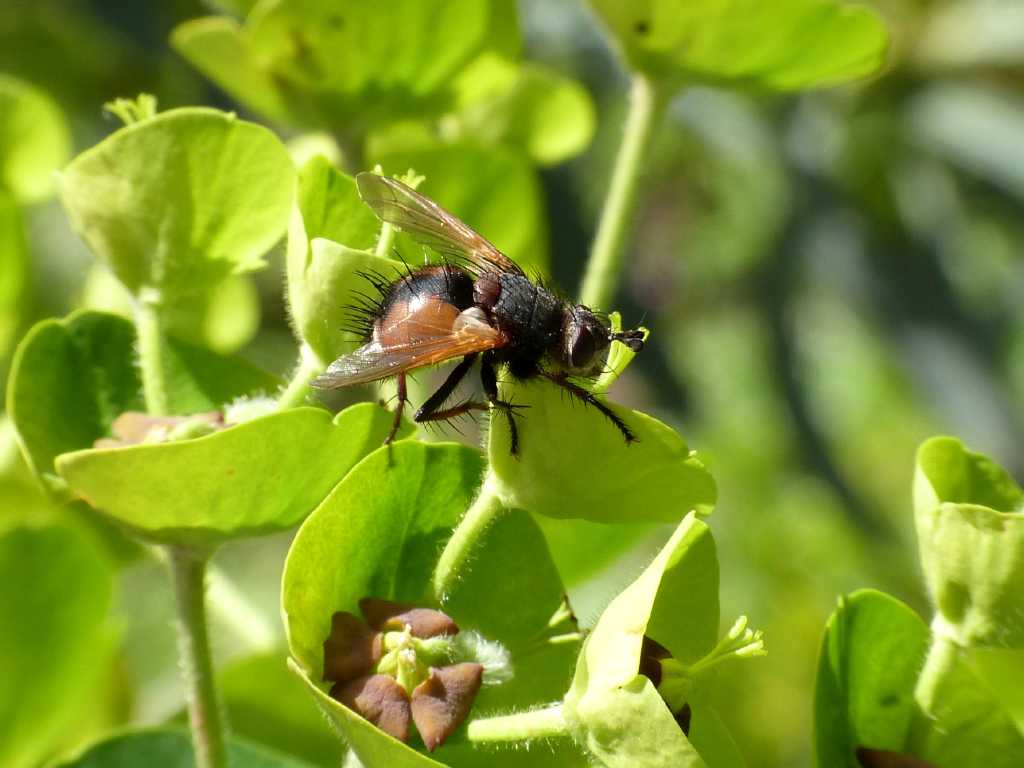 Tachina fera? - Tolfa (RM)